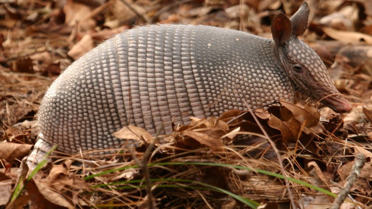 Armadillo spotted in the Smoky Mountains for the first time