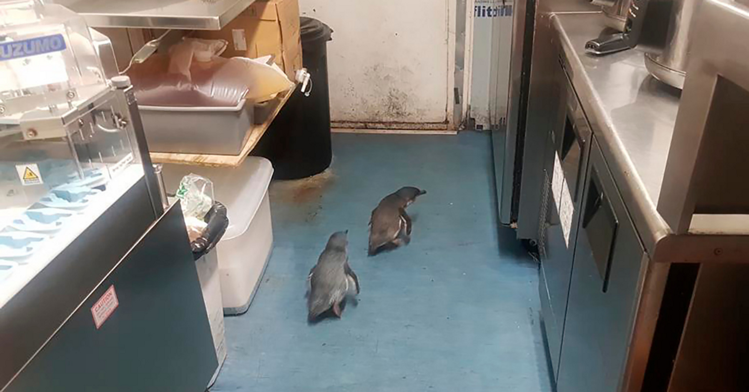 Penguins Won't Take No For An Answer After Police Detain Them For Trying To Nest At A Sushi Shop