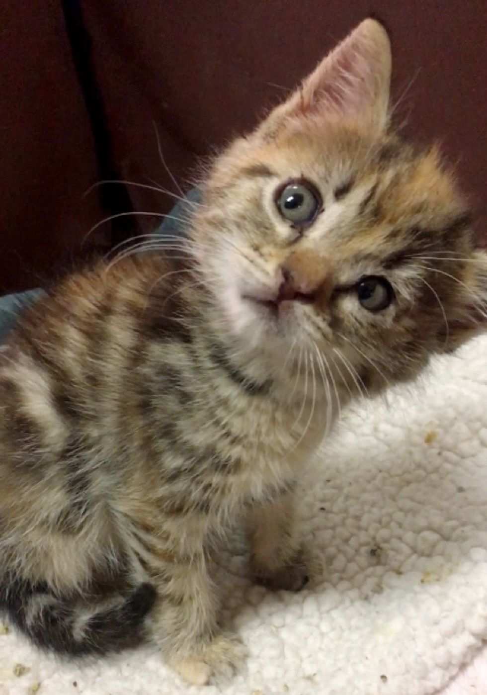 Kitten Found in a Shed, Born Special - She Sees the World at a Slightly ...