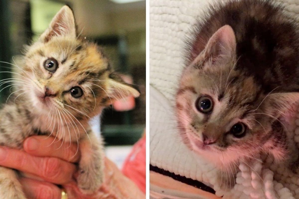 Kitten Found in a Shed, Born Special - She Sees the World at a Slightly Different Angle