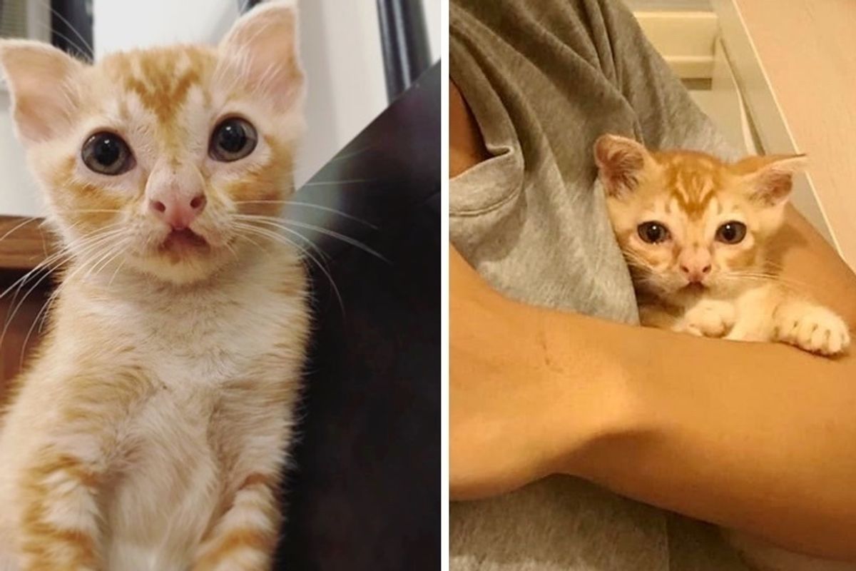 Kitten with Unique Look Rescued from Alley Street - He Can't Stop Cuddling