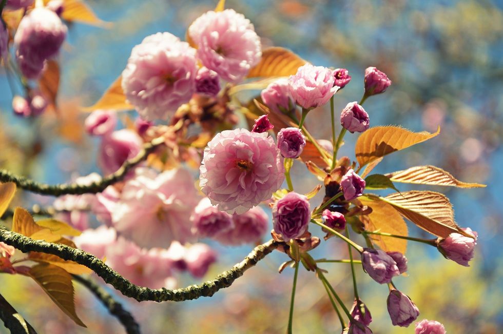 14 Flowers That Represent Me