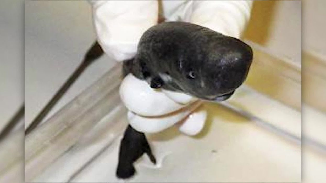 Scientists have discovered a new species of tiny sharks that glow in the dark in the Gulf of Mexico