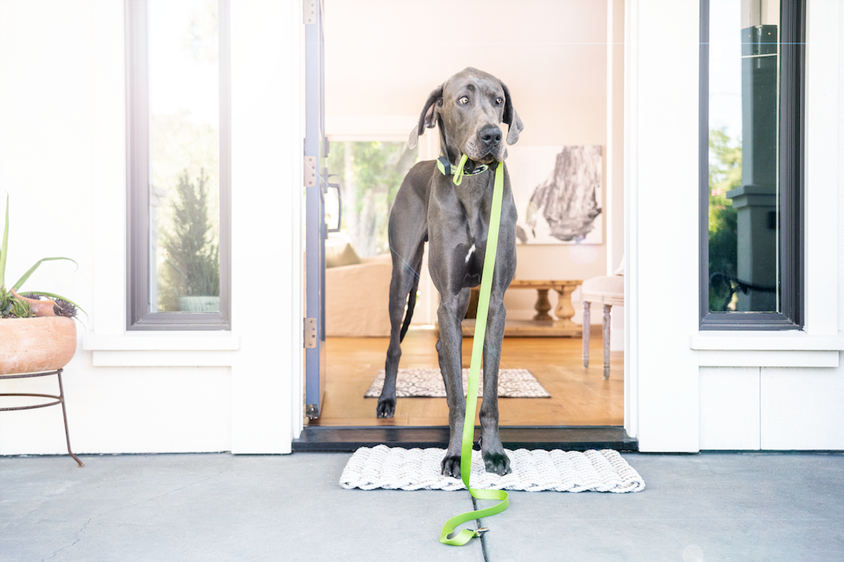 Whistle GO tracker now monitors your pet’s health and location 24/7