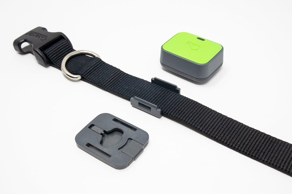 A black nylon dog collar, and a green square device with an outline of a whistle on the top