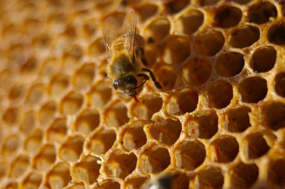 African Farmers Are Building Sustainable Beehive Fences to Protect Their Crops From Wild Elephants
