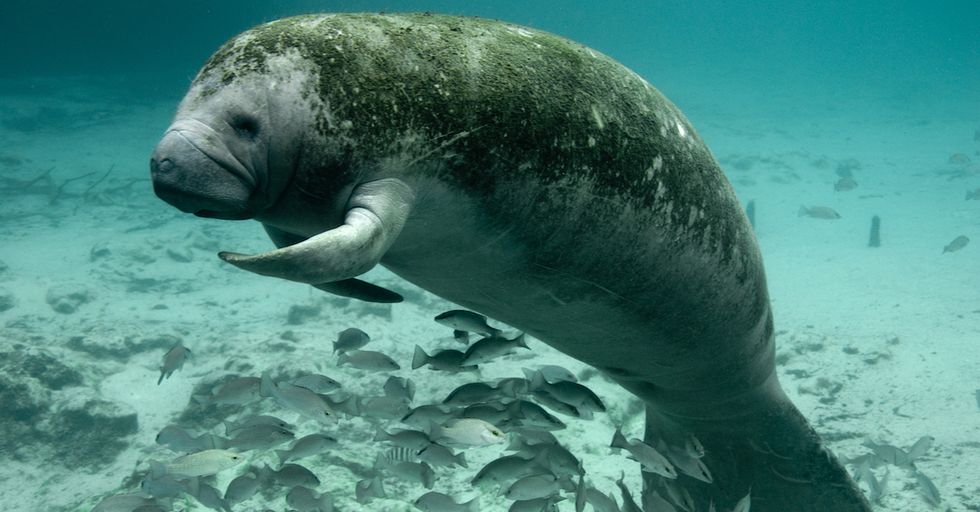 Manatees Are Not Dying Out as Quickly as Before