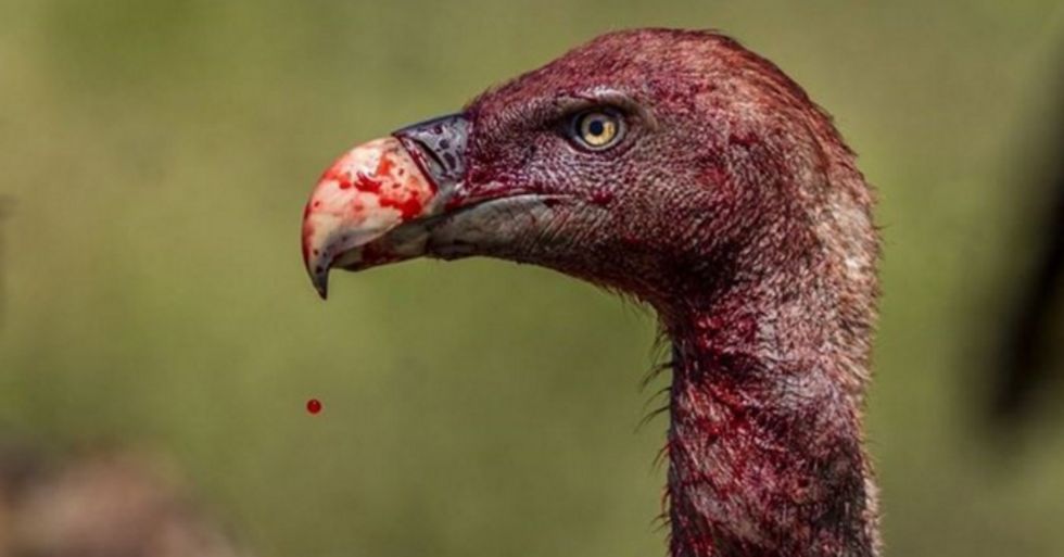 15 Photos Of Vultures Show Them In A Way You’ve Likely Never Seen Before