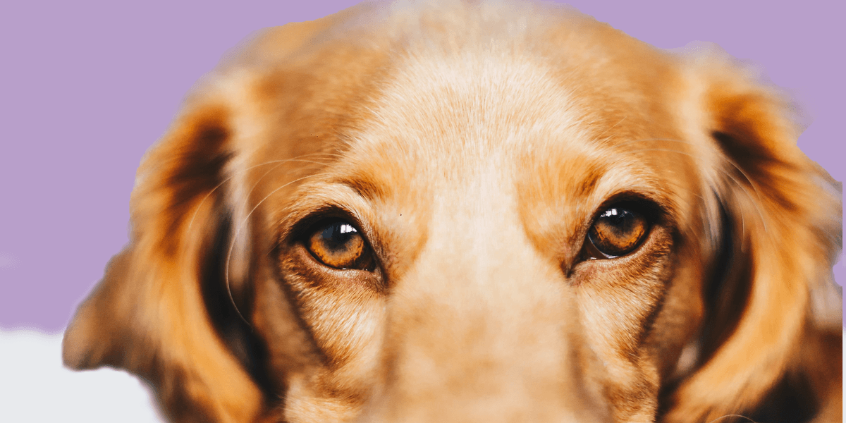 What is the Best Natural Dog Food? Topdust