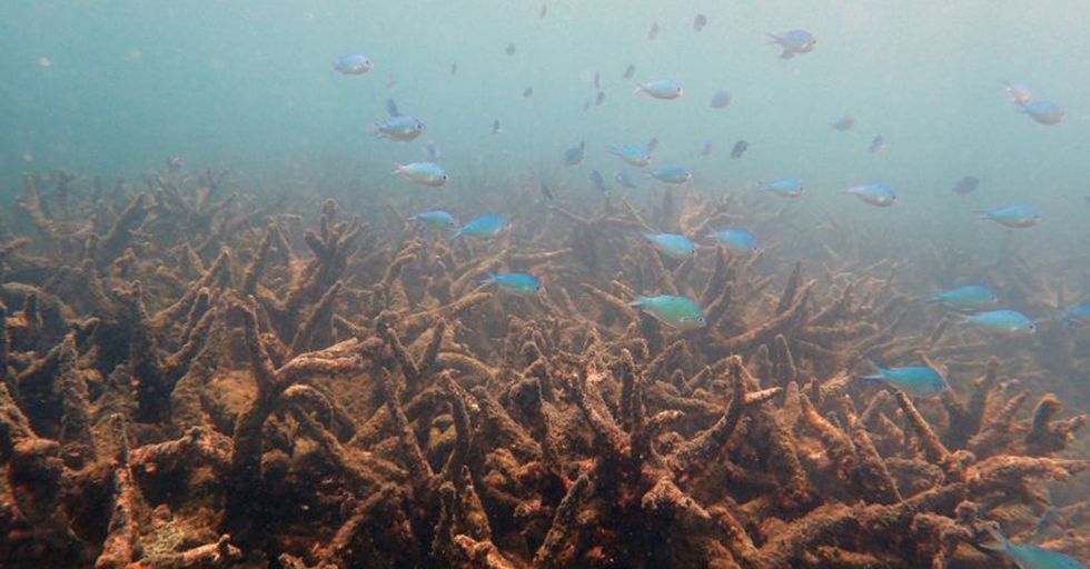 The Great Barrier Reef Just Experienced Its Biggest Die-Off Ever, And You Can Probably Guess Why