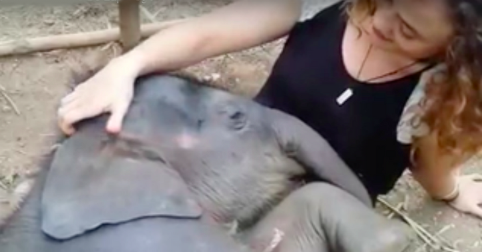 Baby Elephants Who Want to Be Lapdogs