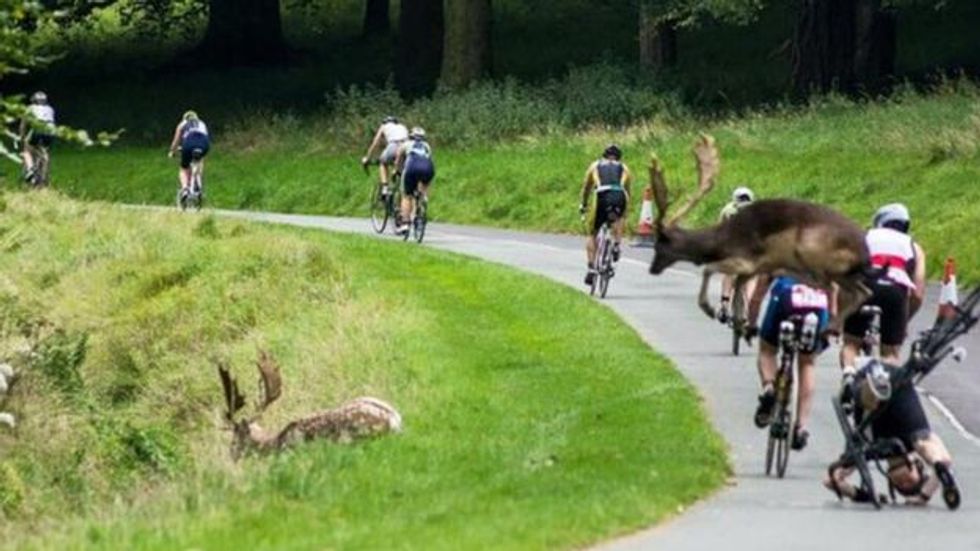 What The Buck? Deer Wreaks Havoc At Triathlon