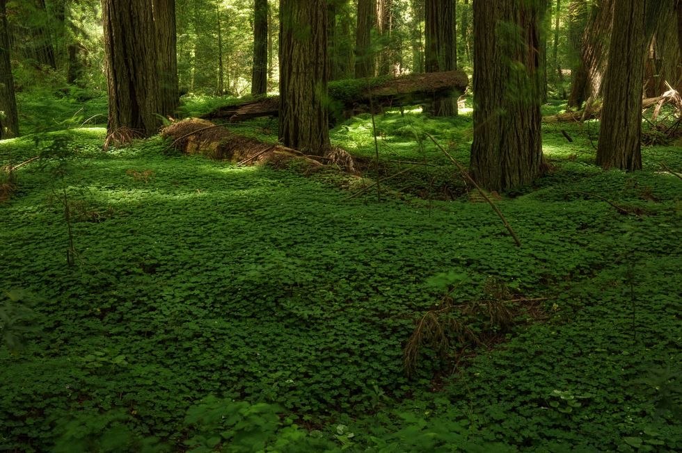 Germany Plans to Give Dozens of Military Bases Back to Nature