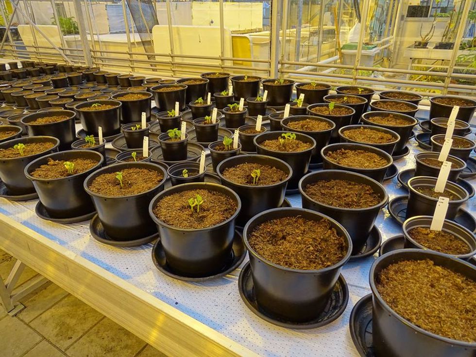 Dutch Scientists Are Committed To Growing Martian Salad Fixings