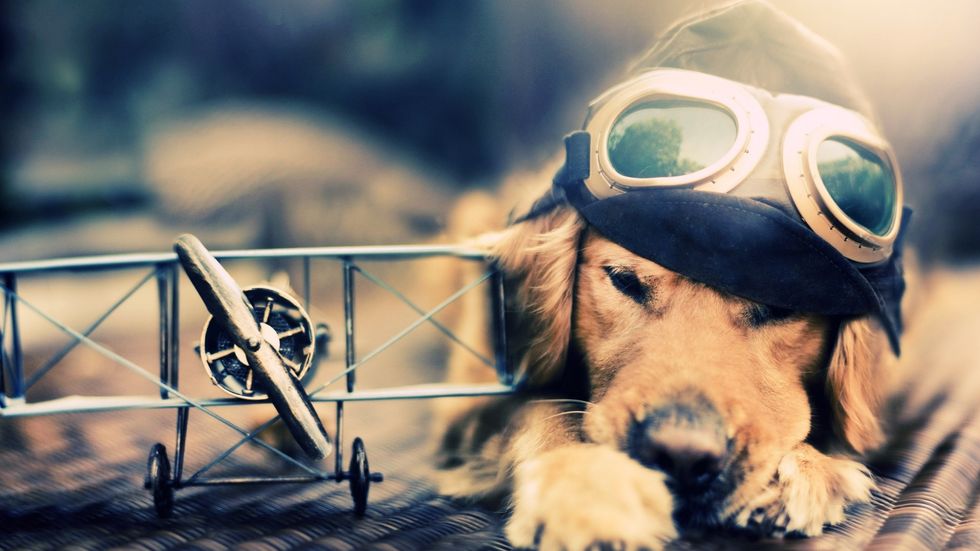 Watch This Video Of Dogs Flying Planes
