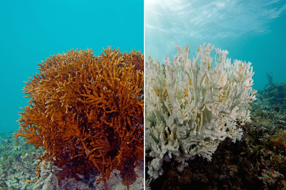 The Great Barrier Reef Is Being Bleached To Death