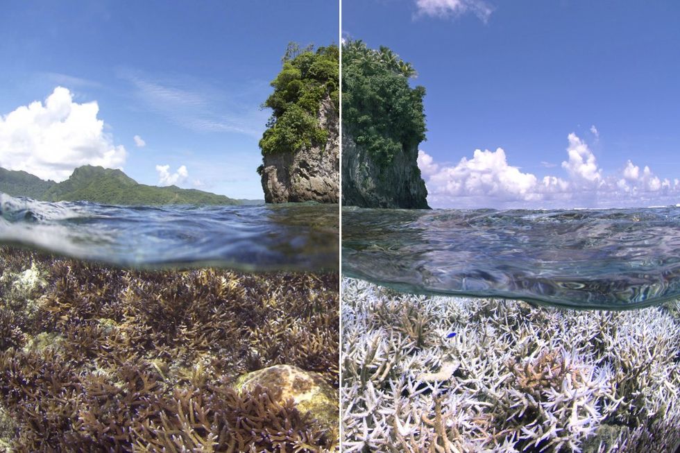 GOOD Science: What Is “Coral Bleaching” And Just How Bad Is It?