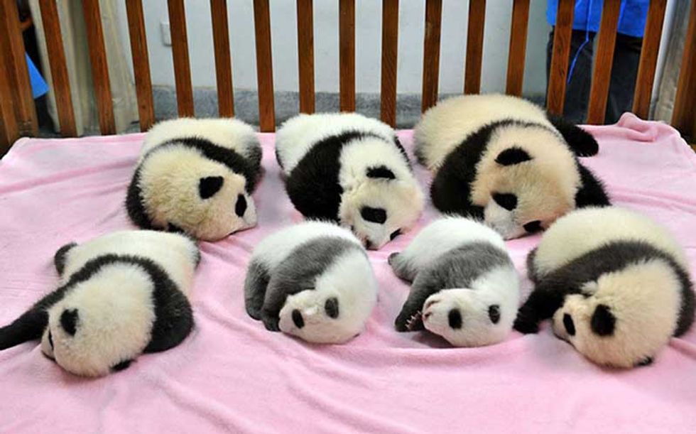 This Adorable Panda Daycare Seeks to Save Endangered Species