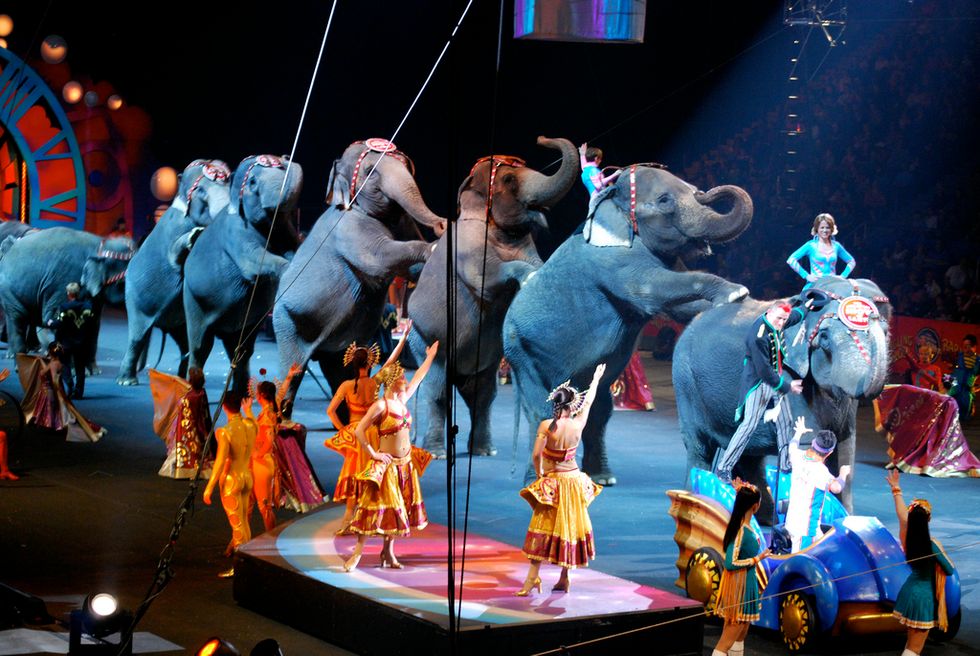 All Remaining Ringling Bros. Circus Elephants Are Retiring to Florida