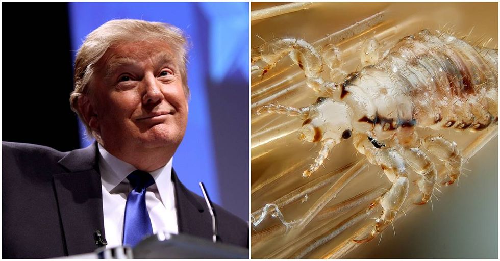 Poll Shows That Americans Have a Higher Opinion Of Head Lice Than Donald Trump