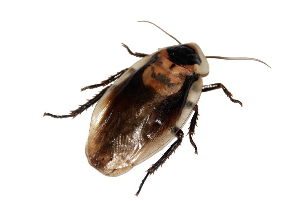 Cockroaches Have More Nutritional Value Than Your Protein Shake