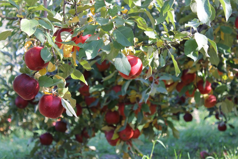 Fall In Love with Organic Jonagold Apples