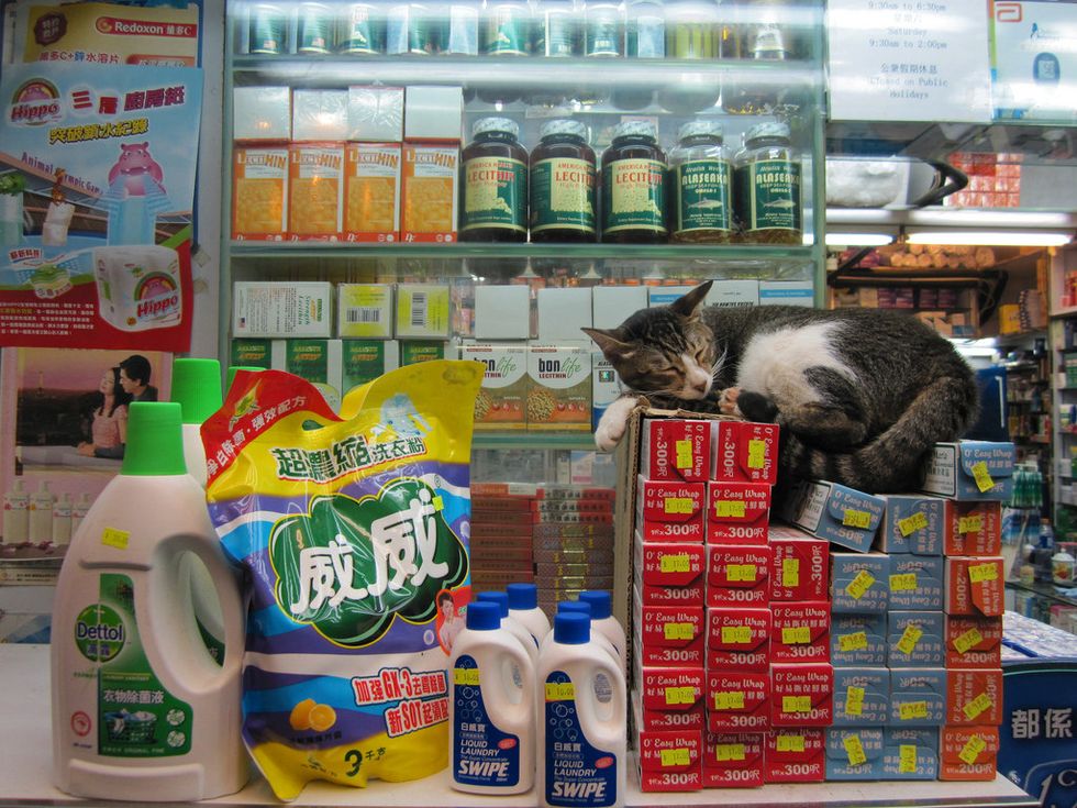 Bodega Cats Exist For One Very Important Reason