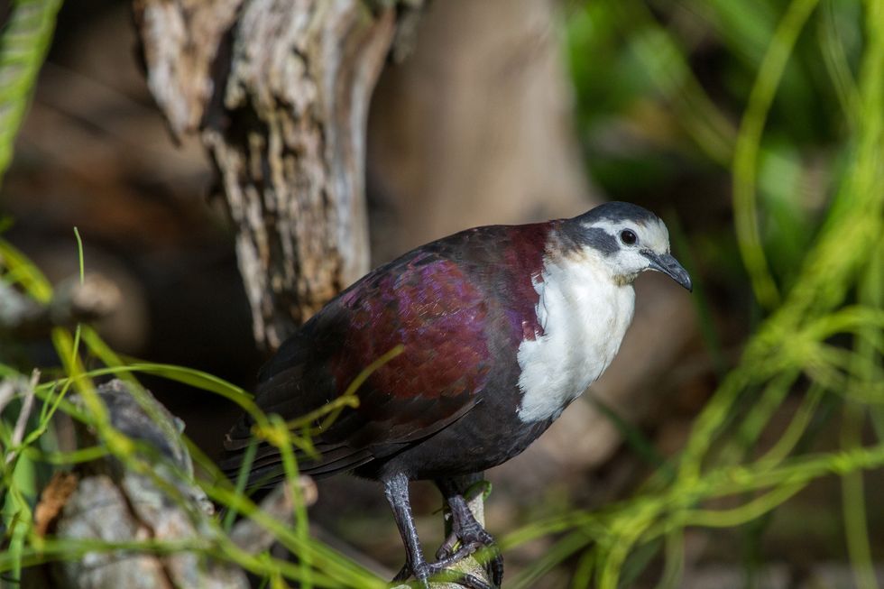 Meet The Island-Hopping Emergency Team That Saved Polynesia’s Birds From Extinction