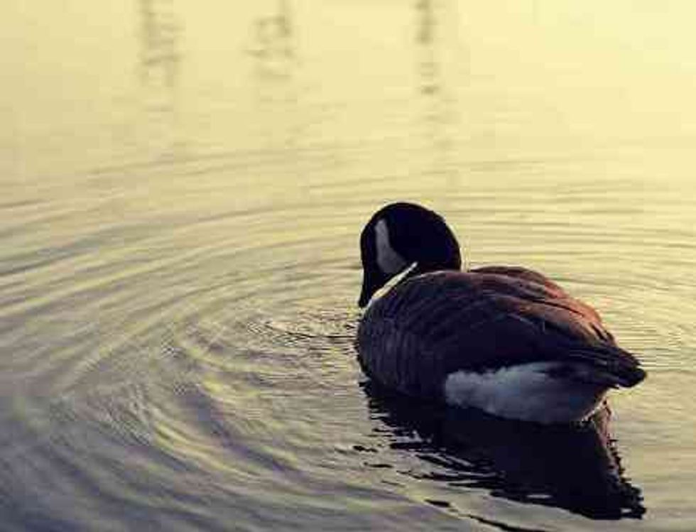 Why Foie Gras is Not Good