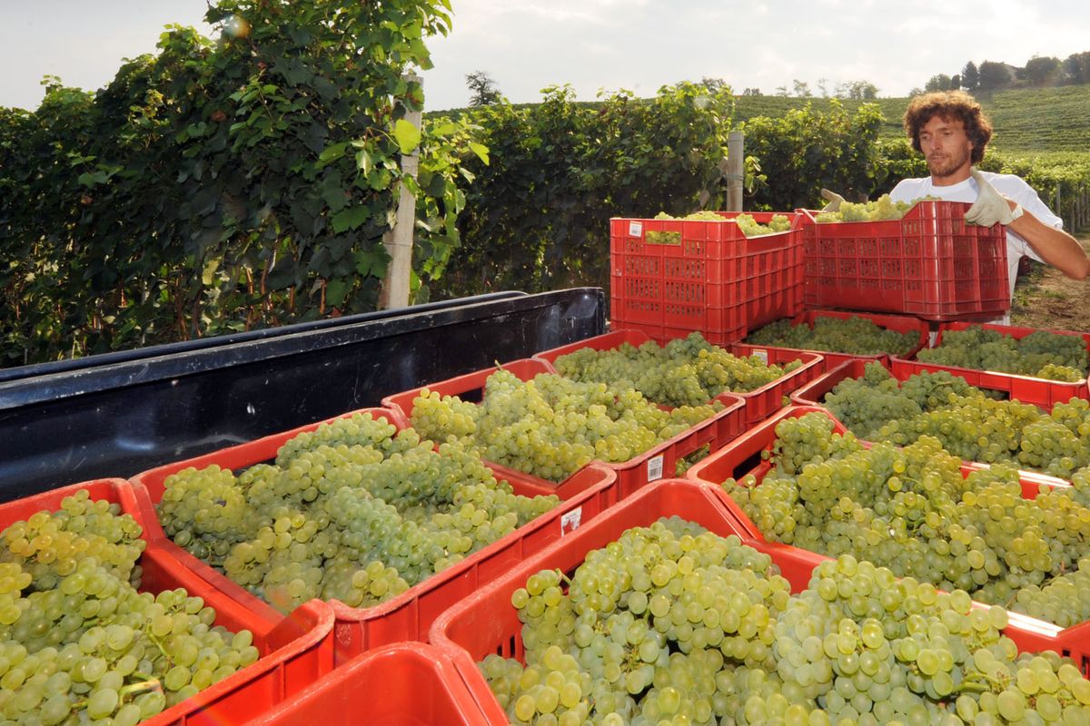 Fulvio Ervas: «Il Prosecco insegna che anche le crisi sono opportunità»