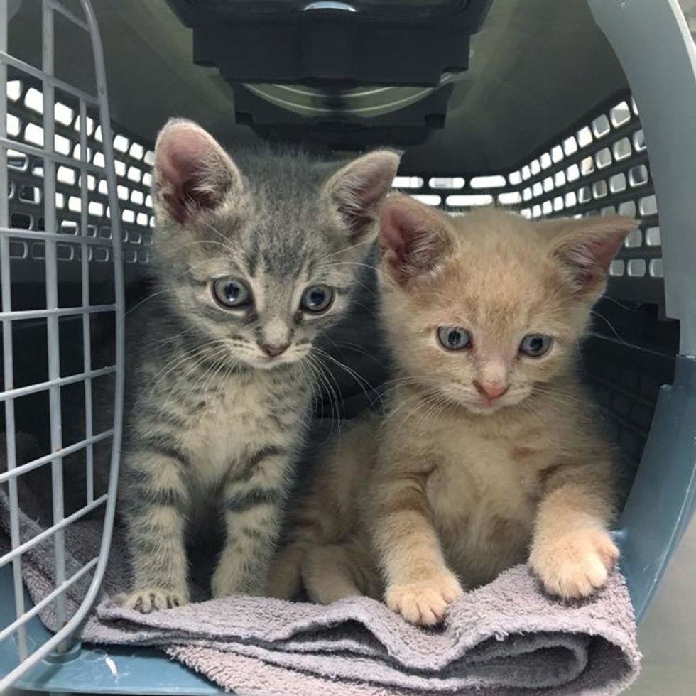 Kittens Found Wandering the Streets Together, Never Leave Each Other ...