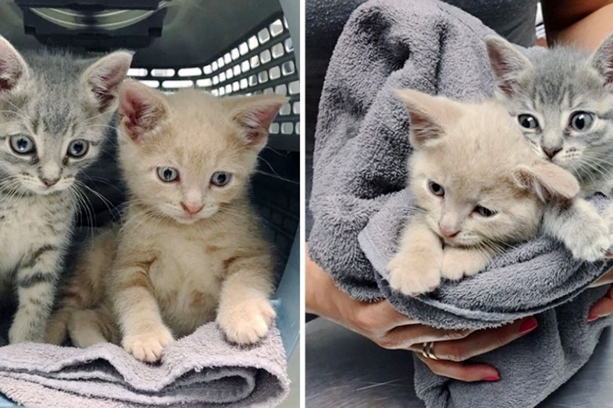 Kittens Found Wandering the Streets Together, Never Leave Each Other After They Were Rescued