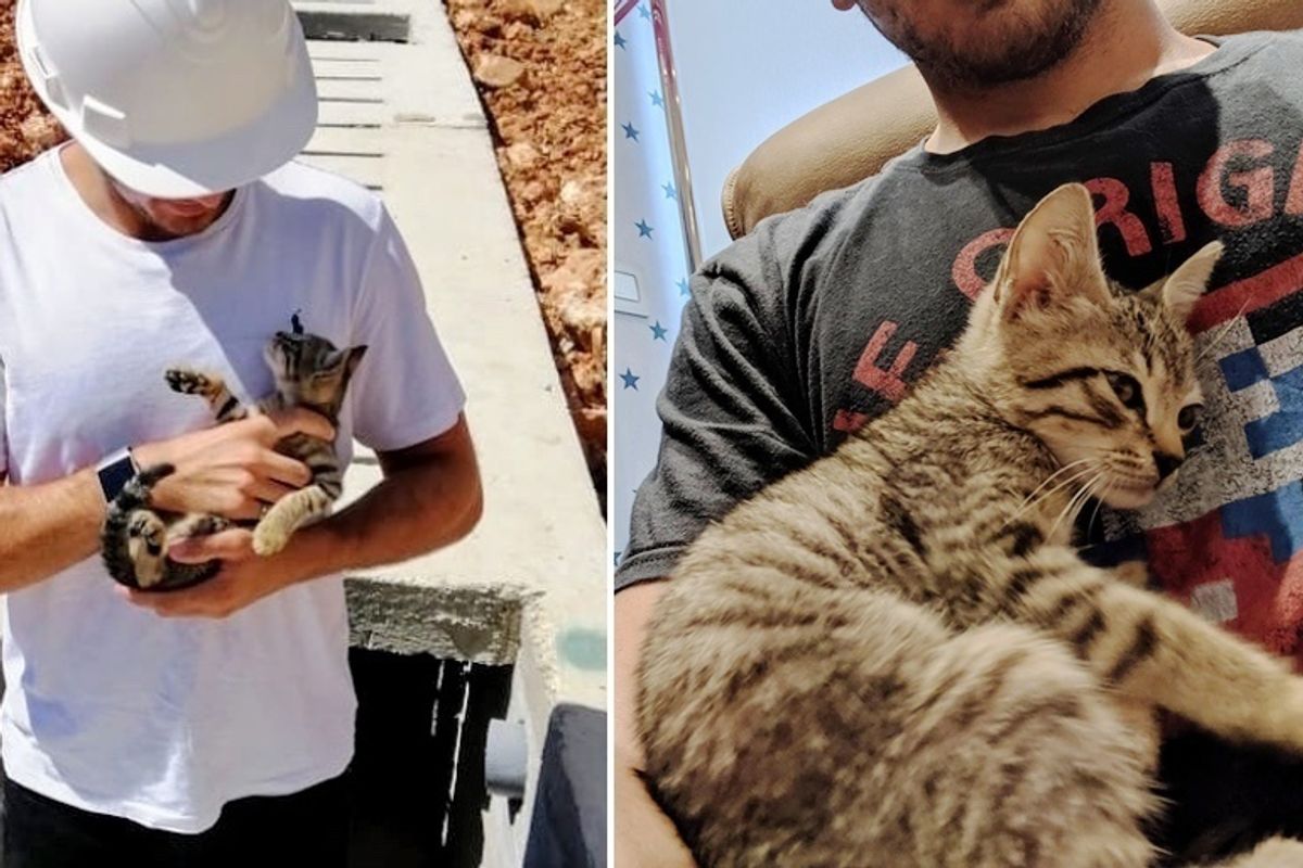 Stray Kitten Befriends Engineer at Construction Site, Cuddles Him and Won't Let Go