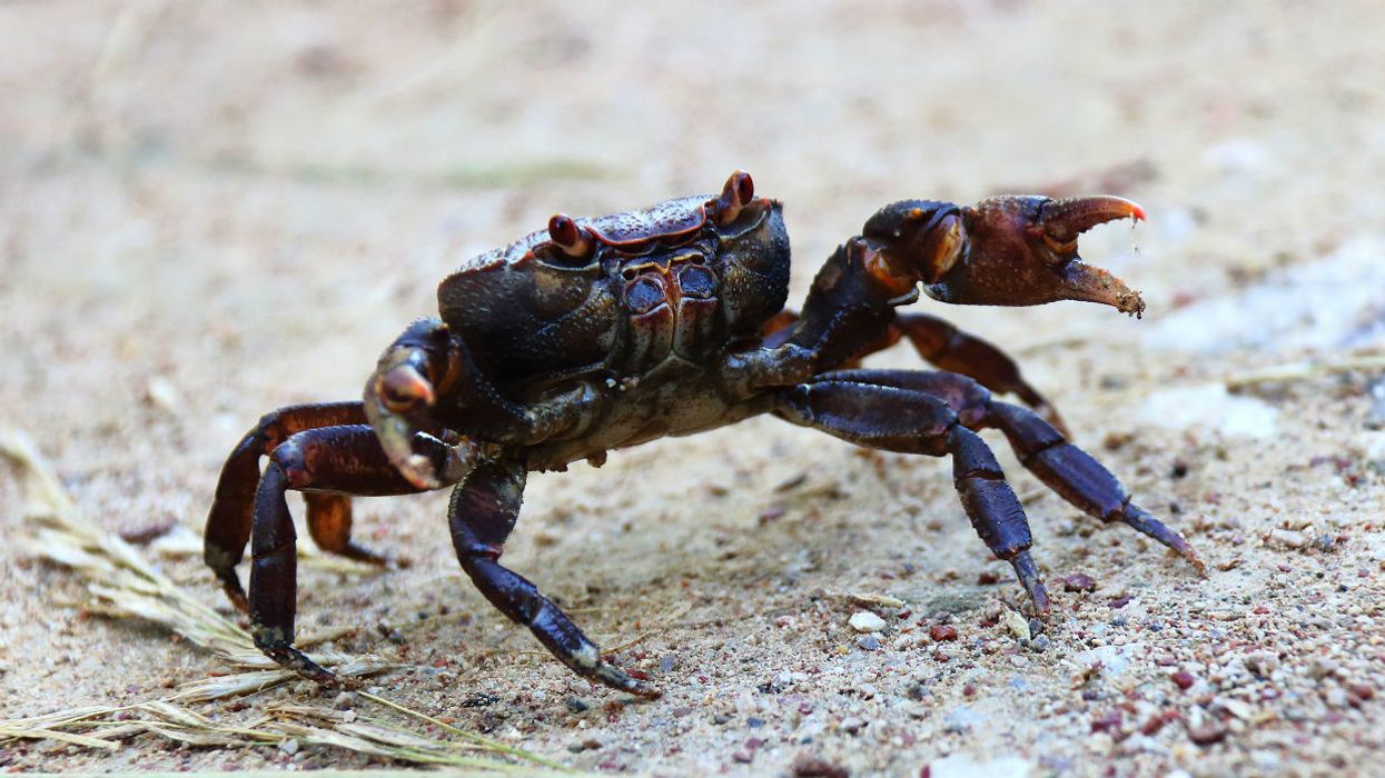 Video of crabs crawling on side of Florida man's home looks like sci-fi nightmare