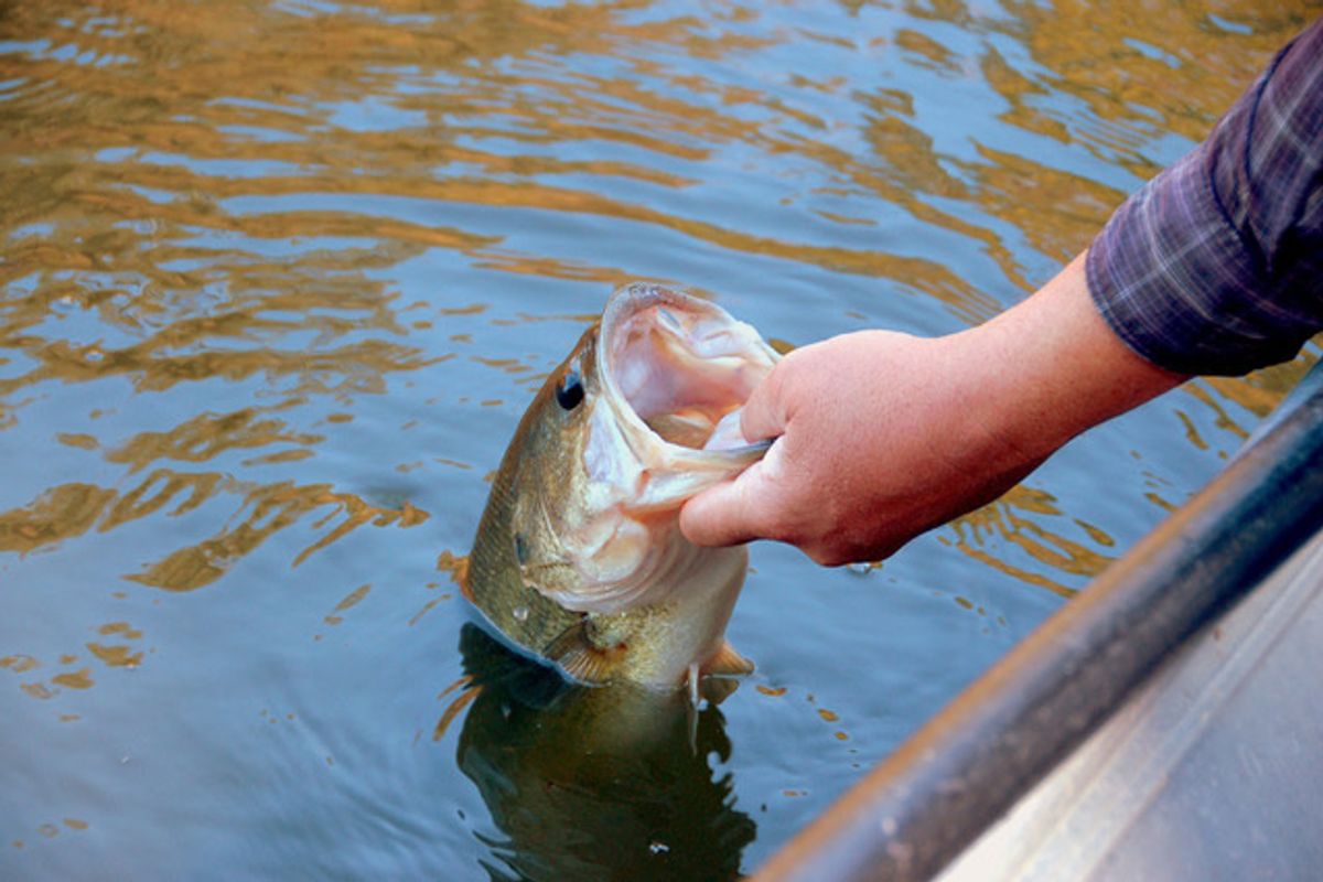 PODCAST: Bass fishing brings out competition in high schools
