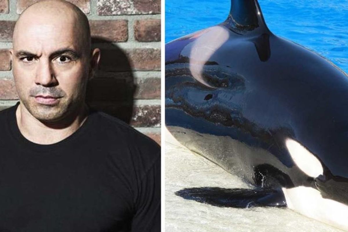 Joe Rogan called out SeaWorld’s treatment of dolphins and whales and he makes a great point.