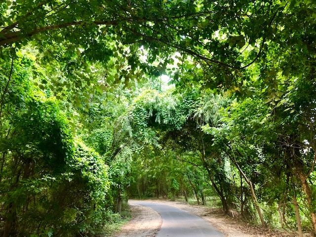 Terry Hershey Park: My place of solace