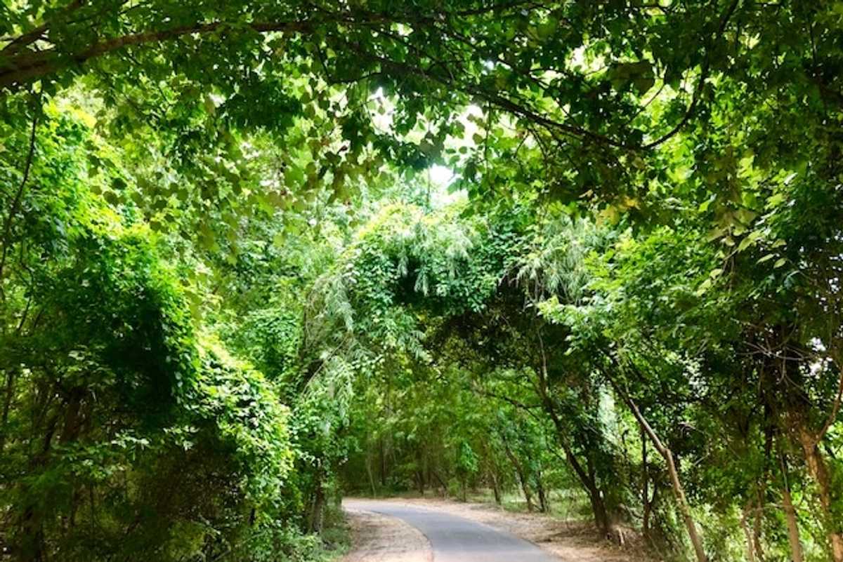 Terry Hershey Park: My place of solace