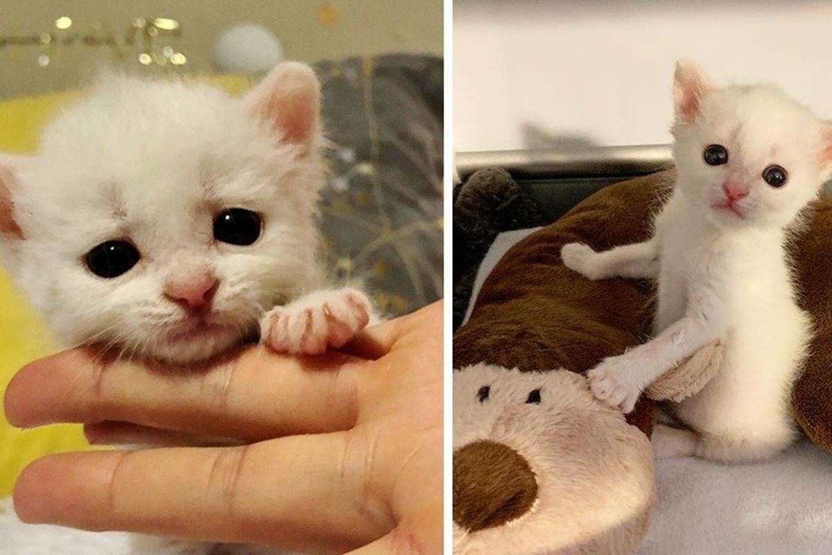 Deaf Kitten Adopted by 2 Deaf Cats - His Life is Forever Changed