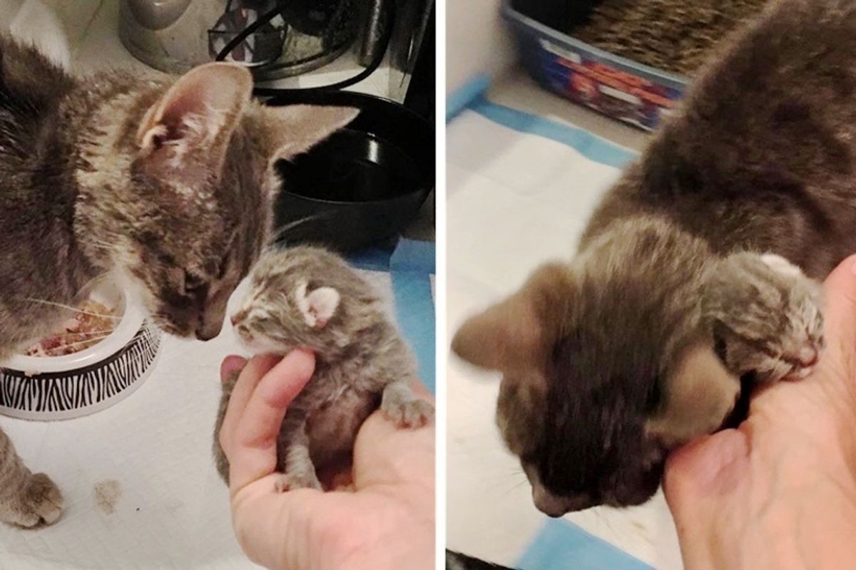 Stray Cat So Happy to Find Help for Her Only Kitten After Her Rough Beginning