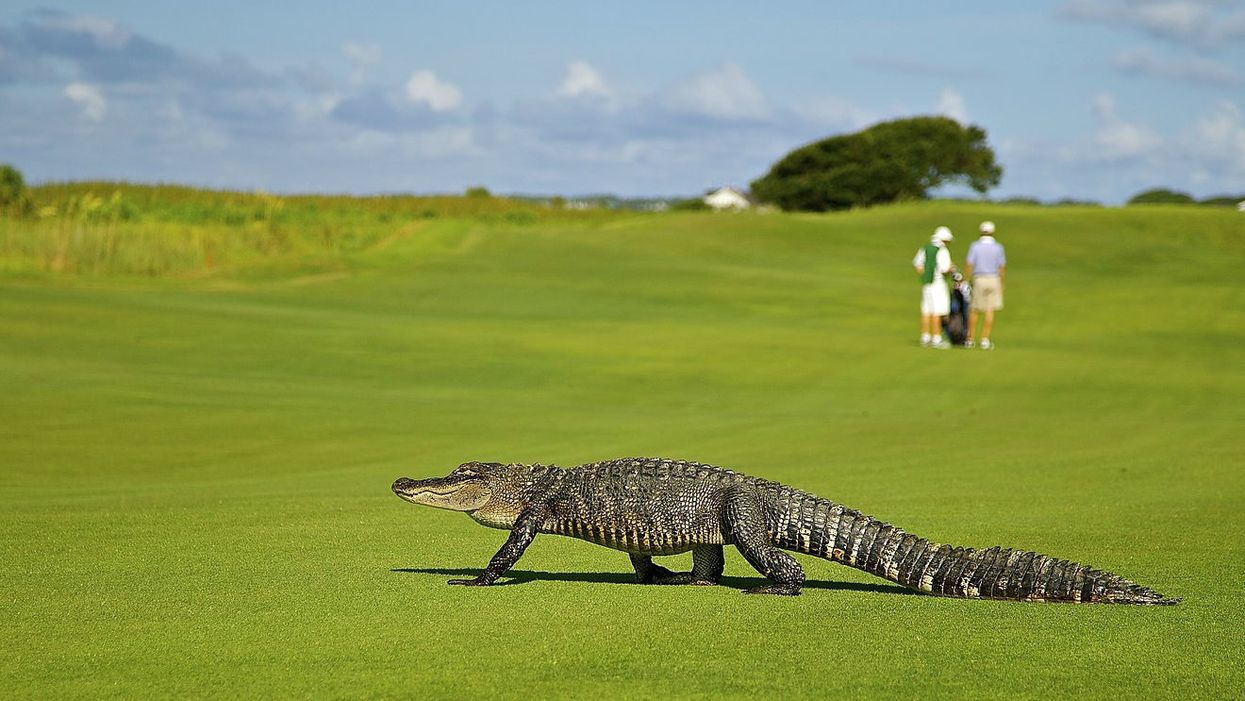 What's the rule in golf when a gator interferes with your putt? This guy in Alabama needs to know