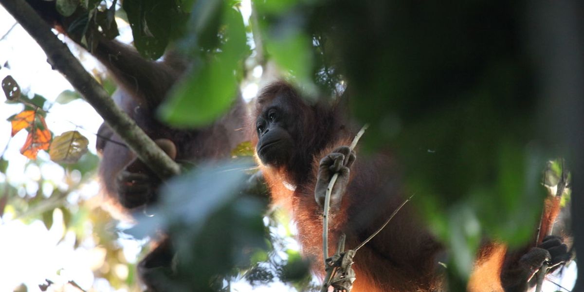 Balancing palm oil and protected forests to conserve orangutans