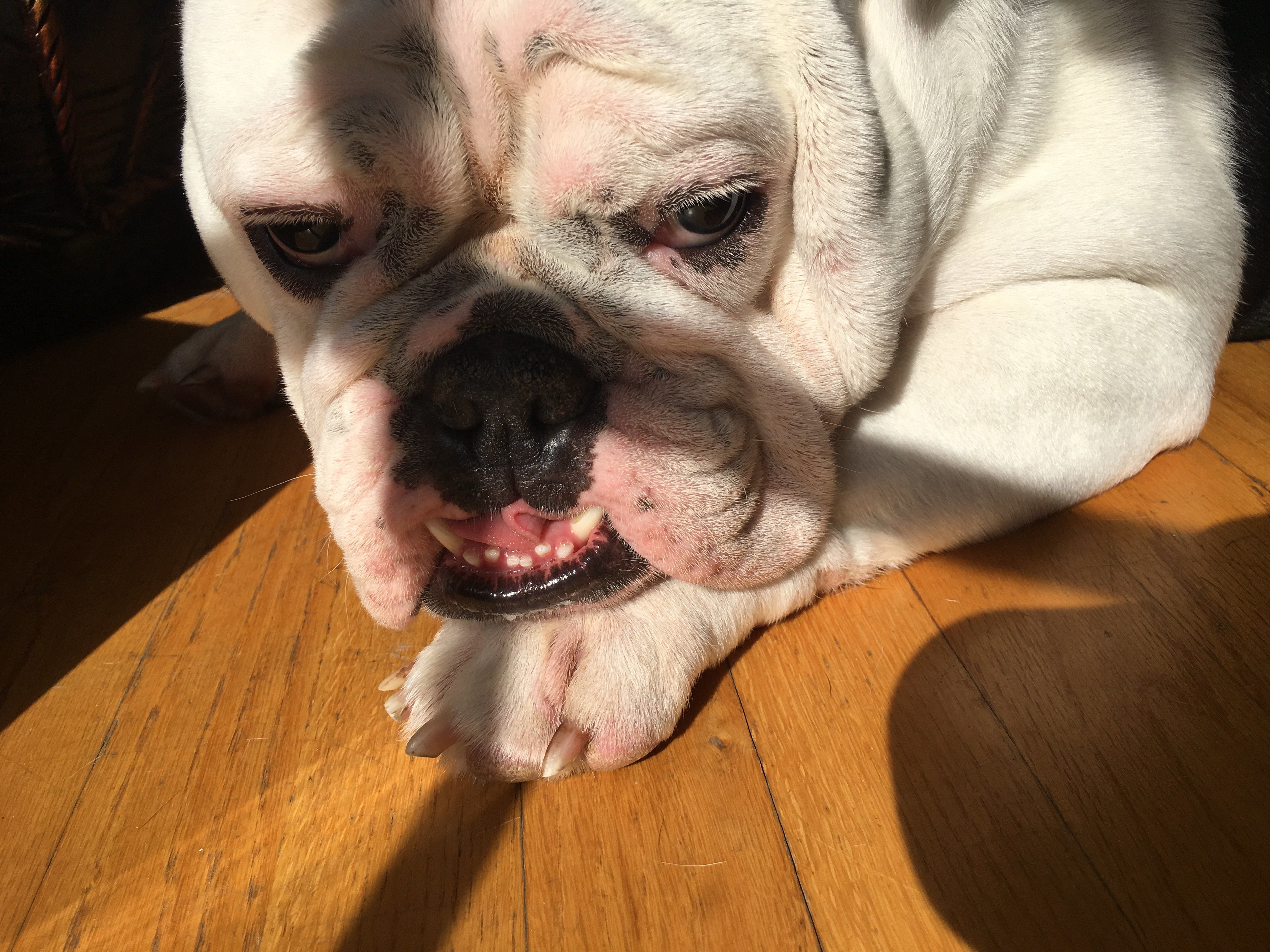 Reasons English Bulldogs Best Pets
