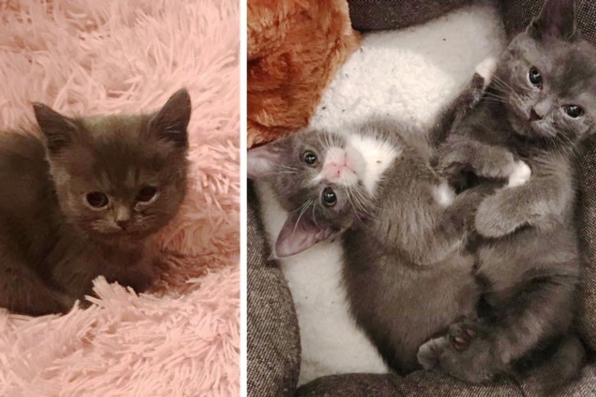 Kitten Born Special Finds a Friend With Similar Fate - They Can't Stop Cuddling