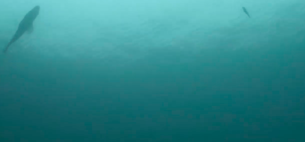 The silhouette of two fish against a clear blue ocean