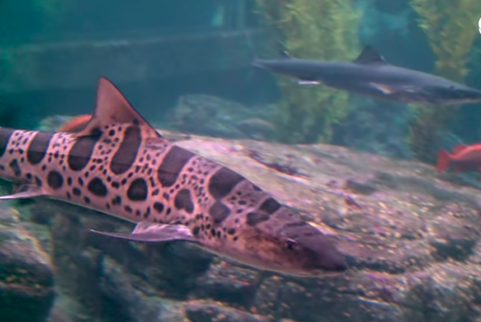 A leopard-spotted pink fish in close up swimming around rocks and stones