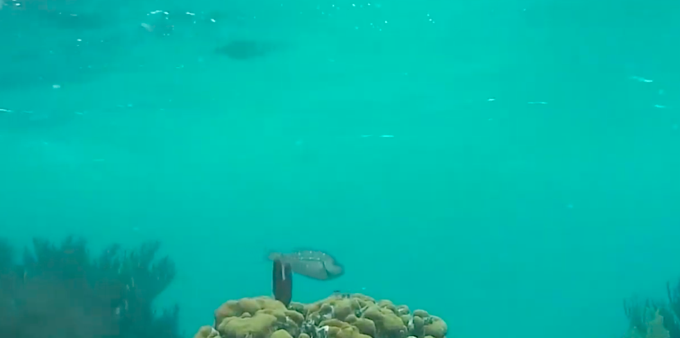 Fish swimming near underwater vegetation in green water