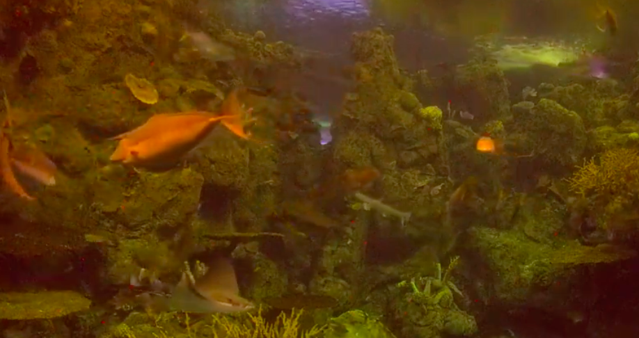 Fish swimming around a green reef