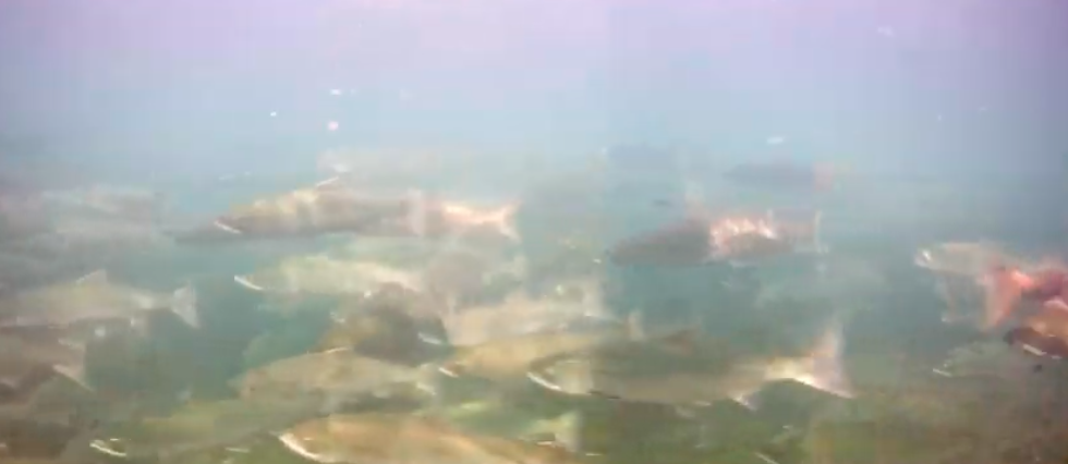 Dozens of salmon swimming in the murky water on this live camera