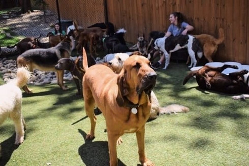 What It's Like Working At A Doggy Daycare